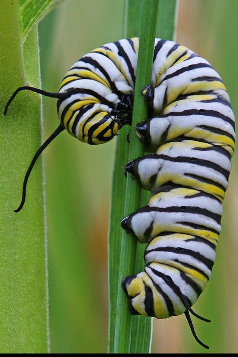 Common Milkweed, Caterpillar Art, Caterpillar Insect, Monarch Caterpillar, Cool Bugs, Beautiful Bugs, Arthropods, Creepy Crawlies, Arachnids