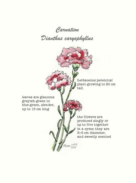 Carnations You Had Thought Were Roses, Dianthus Illustration, Carnation Quotes, Dianthus Tattoo, Carnation Dianthus, Carnation Flower Meaning, Carnation Illustration, Carnation Drawing, Carrion Flower