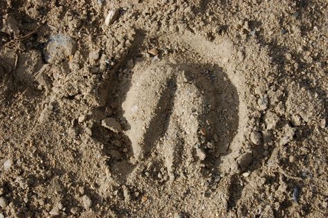 a perfect hoof print on the path... Scaring People, Hoof Print, Red Dead Online, Print Aesthetic, Cool Poses, Image Photography, Print Images, Photography Poses, Moon