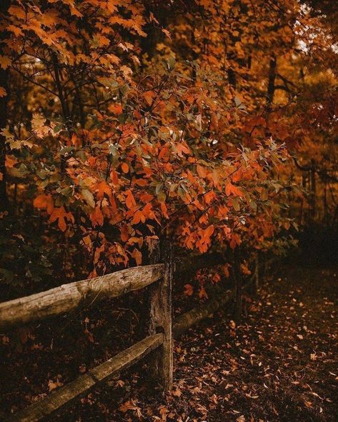 Autumn Magic, Fall Time, Season Of The Witch, Autumn Scenery, Fall Feels, Autumn Beauty, Fall Pictures, Best Seasons, Autumn Cozy