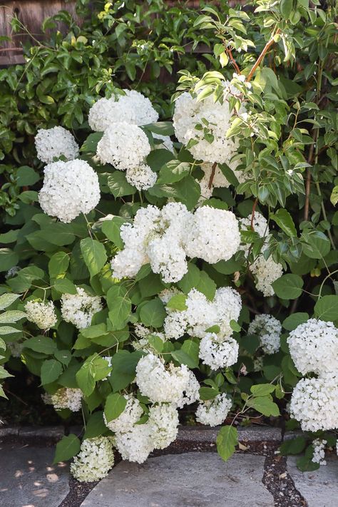 Hydrangea Incrediball, Anabelle Hydrangea, Hydrangea Color Change, Incrediball Hydrangea, Hydrangea Arborescens Annabelle, Annabelle Hydrangea, Big Leaf Hydrangea, Project 2025, Hydrangea Arborescens