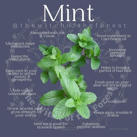 Mint Properties Magic, Herbal Witch, Mint Herb, Magickal Herbs, Mint Plants, Magic Herbs, Magical Herbs, Herbal Healing, Herbal Magic