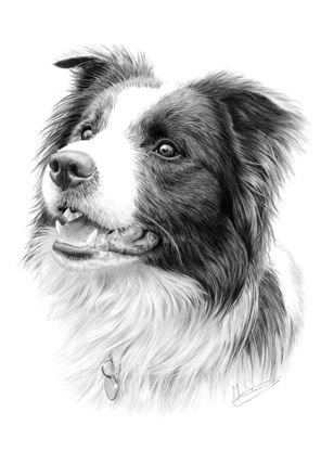 Absolutely gorgeous art! Negative Drawing, Drawing Fur, Draw Dogs, Drawing Borders, Border Collie Art, Draw Hair, Drawing Hair, 강아지 그림, White Drawing