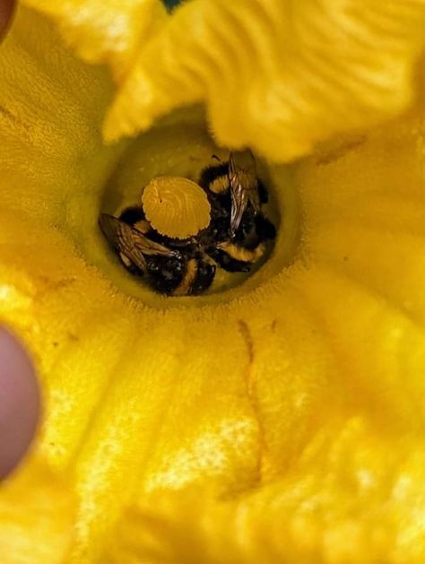 Bee's sleeping in a pumpkin flower 🌼 Bee Sleeping In Flower, Pumpkin Flower, Veg Garden, A Pumpkin, A Flower, Tulips, Insects, Bee, Collage