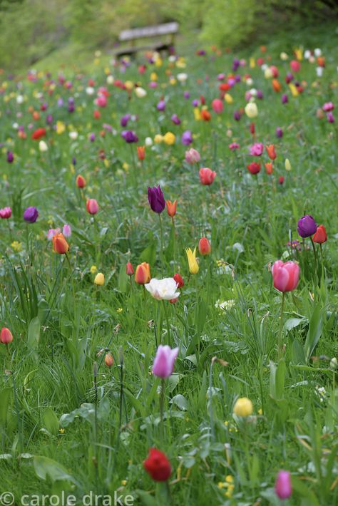 Tulip Meadow, Spring Bulbs, The Meadows, Landscape Ideas, Garden Ideas, Drake, The Old, Tulips, Corn