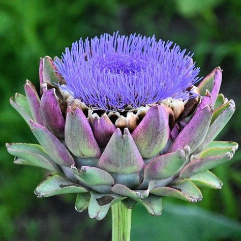 Globe Artichoke, Artichoke Plants, Artichoke Flower, Flower Close Up, Abstract Floral Art, Violet Flower, Seed Pods, Flower Art Painting, Colorful Garden