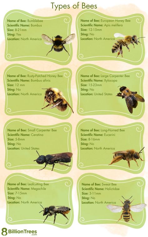 77 Types of Bees With Real Pictures: Identify by Location, Size, Color, Species Bee Identification, Different Types Of Bees, Black And White Bee, Sweat Bees, Types Of Bees, Bee Family, Bee Colony, Carpenter Bee, Bee Farm