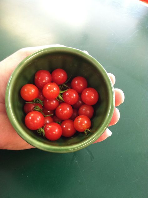 Cherry tomatoes...so small...so yummy Tomato Aesthetic, Health Era, Tomato Girl, Tomato Farming, Baby Tomatoes, Tic Tok, Cherry Tomato, So Yummy, Snack Ideas