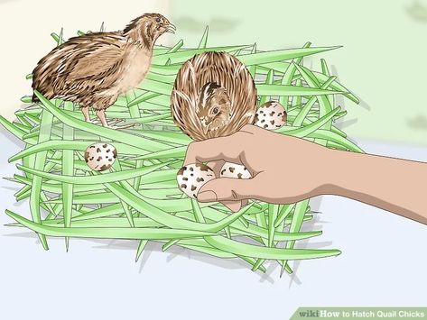 How to Hatch Quail Chicks (with Pictures) - wikiHow Quail Chicks, Raising Quail, Quails, Rope Crafts Diy, Quail Eggs, Chicken Breeds, Rope Crafts, The Process