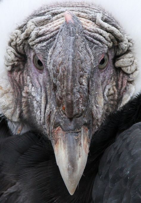 Condor Andino, Raptor Bird Of Prey, Andean Condor, Raptors Bird, African Animals, Bird Drawings, Beautiful Animals, Birds Of Prey, Birdy