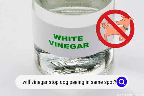 Dog Pee Deterrent Spray, Stop Dogs From Peeing In House, Dog Pee Repellent, Dog Pee On Carpet, Vinegar Cleaning Spray, Dog Pee Smell, Diy Vinegar, Pee Stains, Pet Remedies