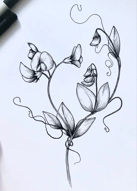 Graphic black and white sketch for tattoo, sweet pea flower Sweetpea Tattoo Black And White, Sweet Pea Vine Tattoo, Charli Tattoo, Tattoo Sweet Pea, Hummingbird Tattoo Black And White, Sweet Pea Tattoo Design, Braids Bob With Beads, Sweet Pea Drawing, Lotus Flower Tattoo Men