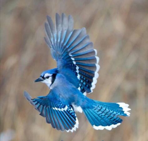 Blue Jay Tattoo, Blue Jay Bird, Floral Tattoo Sleeve, Colorful Feathers, Bird Pictures, Birds Tattoo, Red Birds, Wildlife Animals, Bird Photo