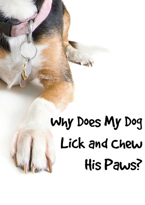 Dog Chewing Paws, Dog Health Tips, Game Mode, Dog Info, Dog Hacks, Dog Care Tips, Pet Hacks, Dog Obedience, Dog Training Obedience