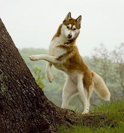 White Dog, Siberian Husky, Husky, Copper, Dogs, Red, White