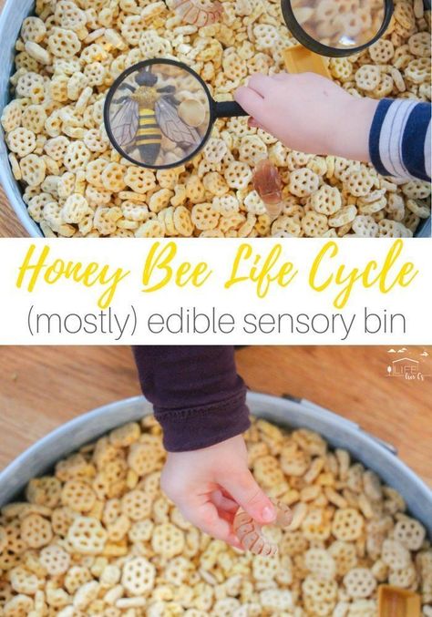 Life Cycle Sensory Bin, Nursery Curriculum, Edible Sensory, Honey Bee Life Cycle, Insect Study, Bee Project, Science Homeschool, Bee Life Cycle, Sensory Tray