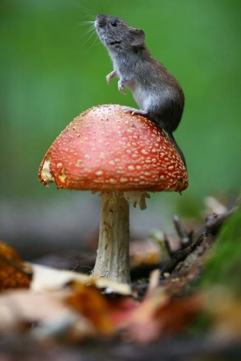 Mushroom Pictures, Take A Photo, Cute Animal Pictures, Woodland Creatures, Animal Photo, Nature Animals, Cute Little Animals, A Mouse, 귀여운 동물