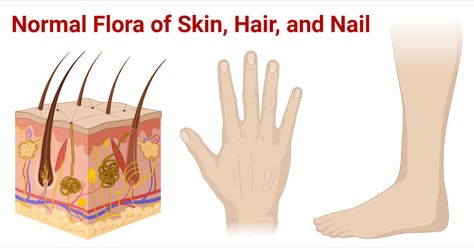 Normal floras are the microorganisms that live in our body in a relatively stable manner without causing any negative effect on the host’s body. These bacteria and fungi colonize in ... Read more The post Normal Flora of Skin, Hair, and Nail- Human Skin Microbiome appeared first on Microbe Notes. Microbiology Notes, Skin Microbiome, Gram Negative Bacteria, Normal Body, Biology Notes, Things Under A Microscope, Skin Hair, The Host, Microbiology