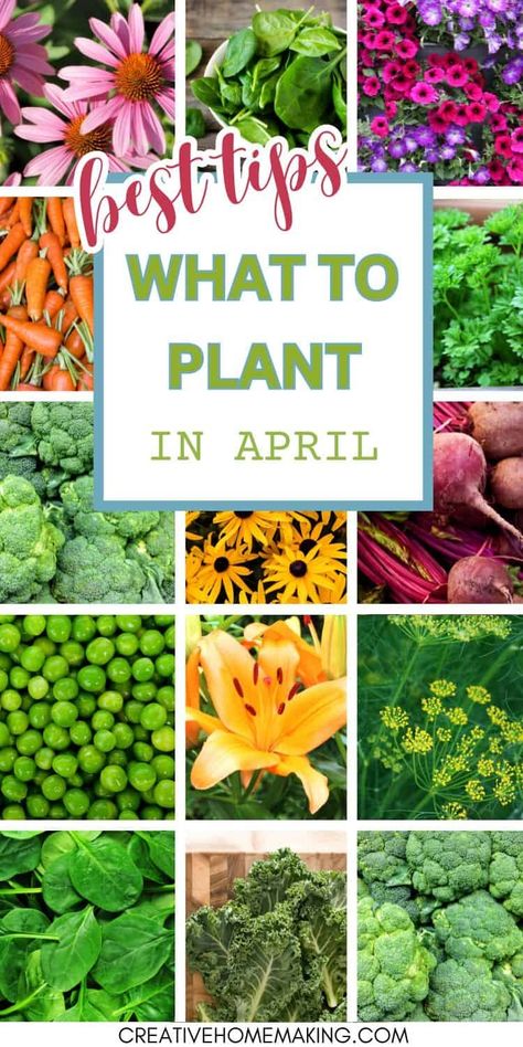 Looking for gardening inspiration? Explore our guide on what flowers, vegetables, and herbs to plant in April for a thriving garden. Get ready to sow seeds, nurture seedlings, and watch your garden come to life! When To Plant Vegetables, Vegetable Garden Planner, Homestead Gardens, Fall Garden Vegetables, Magic Garden, Starting A Garden, Garden Help, Veg Garden, Home Vegetable Garden