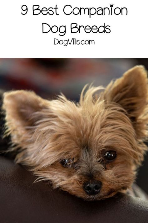 Are you looking for the best companion dog breeds that will stay with you no matter what? You'll love these 9 best pals for life! Check them out! Adoption Tips, Yorkie Hairstyles, Adopt Dog, Yorkie Terrier, Dog Personality, Most Popular Dog Breeds, Dog Facts, Companion Dog, Dog Hacks