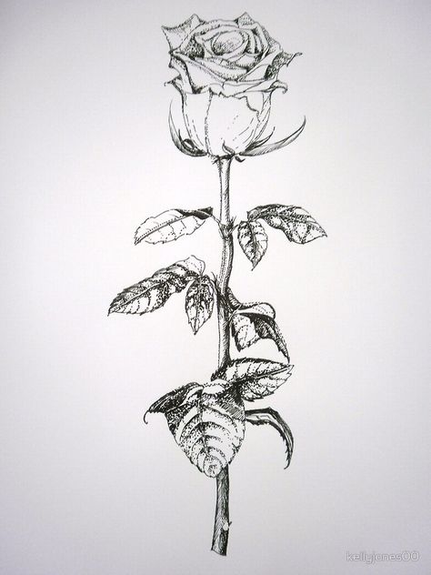 A white rose on long stem by kellyjones00 Tattoo Ideas Rose, Flowers White Roses, Long Stem Rose, White Rose Tattoos, Floribunda Roses, Rose Sketch, Realistic Rose, Skeleton Hand Tattoo, Types Of Roses