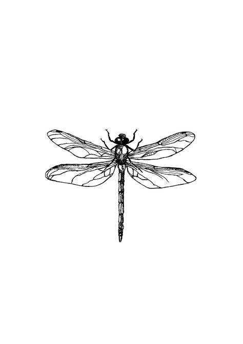 Unique Dragonfly Tattoo Design, Dragonfly Tattoo Black And White, Dragon Fly Tattoo Stencil, Dragon Fly Stencil, Dragon Fly Drawing Simple, Dragon Fly Drawings, Dragonfly Tattoo Stencil, Dragon Fly Tattoo Designs, Dragonfly Outline