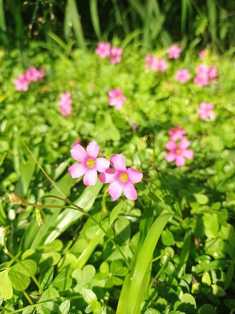 Little tiny flower pink green beautiful yard sunny grass spring bloom aesthetic nature Bloom Aesthetic, Tiny Pink Flowers, Beautiful Yards, Aesthetic Nature, Pink Or Blue, Spring Blooms, Little Flowers, Tiny Flowers, Art Class