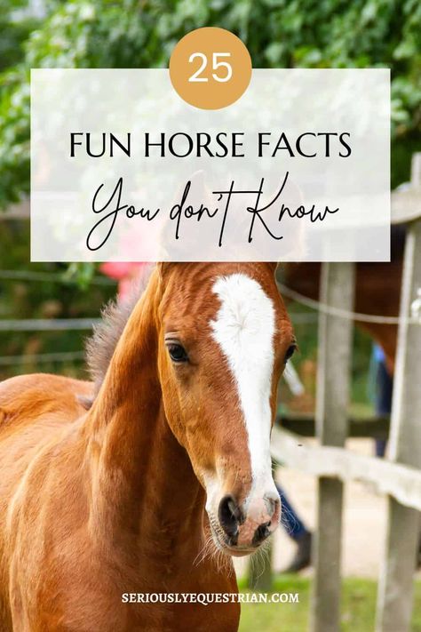 Facts About Horses, Ag Day, Horse Facts, Horse Riding Tips, Horse Grooming, Did You Know Facts, Equestrian Lifestyle, Horse Care, Horse Breeds