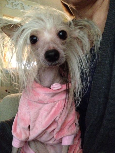 Chinese crested chacha Ugly Dog Pictures, Funny Pics Of Dogs, Chinese Crested Hairless, Asian Dogs, Pics Of Dogs, Ugly Dog, Animals Kissing, Ugly Animals, Dog Paw Tattoo