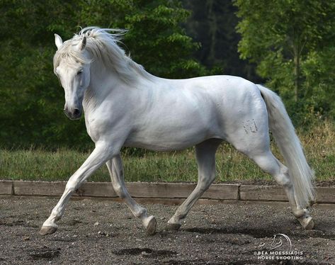 White horse trotting English Riding, All The Pretty Horses, Horse Trailer, White Horses, Pretty Horses, Horse Photography, Horse Love, Horse Breeds, White Horse