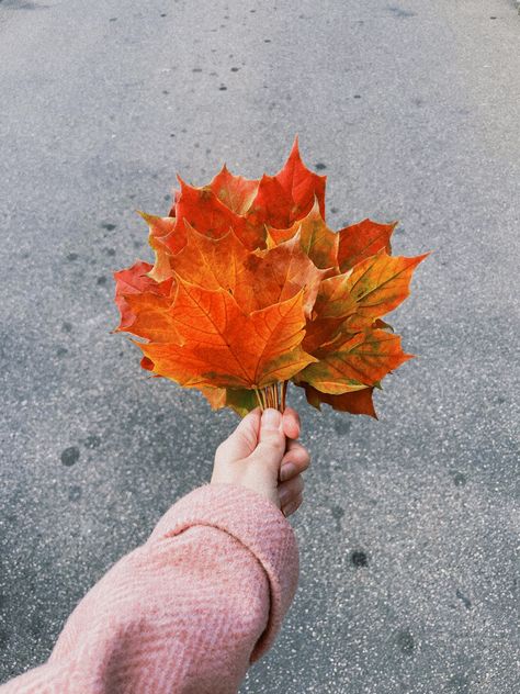 Green Tea Body Wash, Leaves Bouquet, October Favorites, Autumn Jumpers, Blogger Photography, Instagram Theme, Maple Leaves, Autumn Aesthetic, The Rose