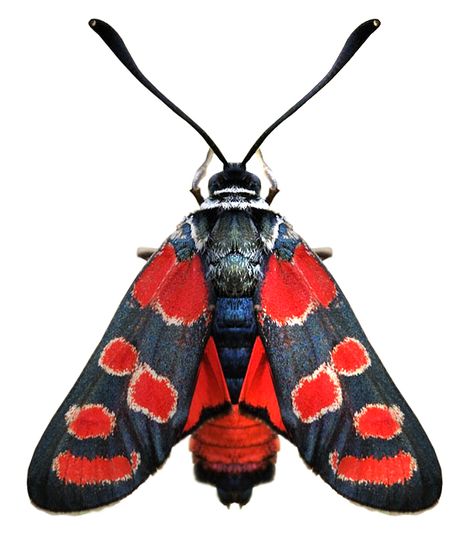 Zygaena carniolica Beautiful Moths, Red Insects, Cool Insects, Papillon Butterfly, Beetle Insect, Moth Caterpillar, Cool Bugs, Bug Art, Beautiful Bugs