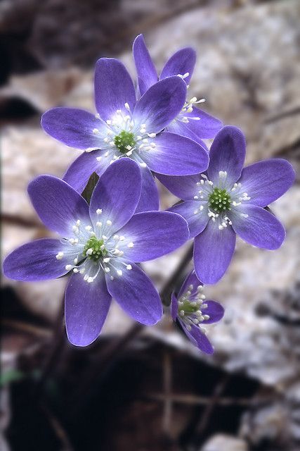 https://flic.kr/p/4G54zJ | Hepatica Săpunuri Handmade, Rock Flowers, Blue And Purple Flowers, Purple Garden, Pansies Flowers, Favorite Flower, Rare Flowers, Herbaceous Perennials, Painted Flowers