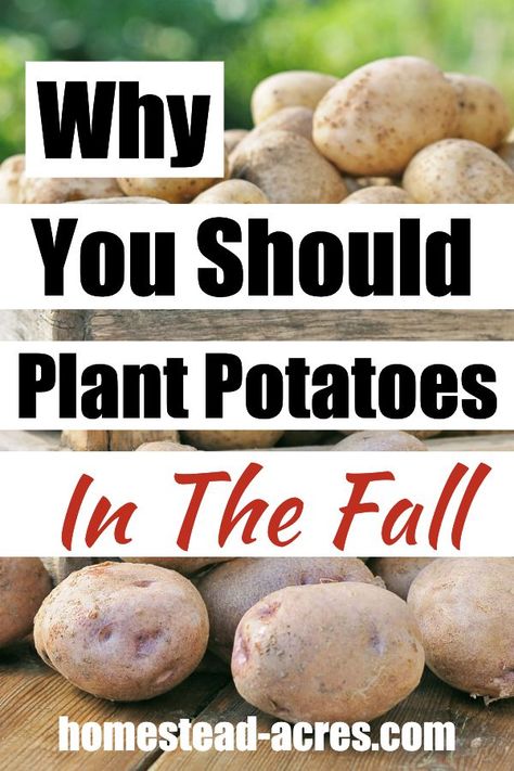 Potato Bucket Garden, Planting Potatoes From Old Potatoes, Fall Potatoes Planting, Fall Crops Vegetable Garden, Log Planter Ideas, How To Plant Potatoes, Potato Garden, Garden Potatoes, Plant Potatoes