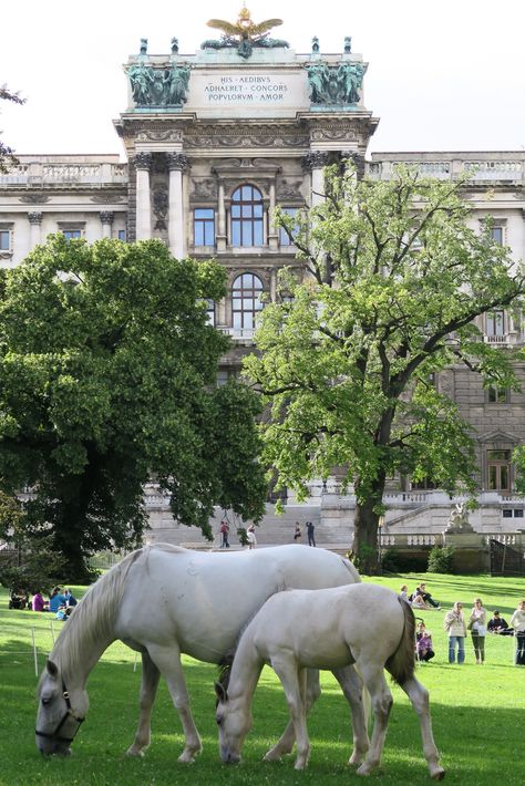 https://flic.kr/p/X9Efd6 | Young Lipizzaner horses in Vienna | The horses from the Spanish Riding School were being given some time off in the park nearby. Vienna West High School, Vienna Seccesion, Spanish Riding School Vienna, Lipizzaner Horse Spanish Riding School, Lipizzaner Horse White, Spanish Riding School, Riding School, Welsh Pony, Musikverein Vienna