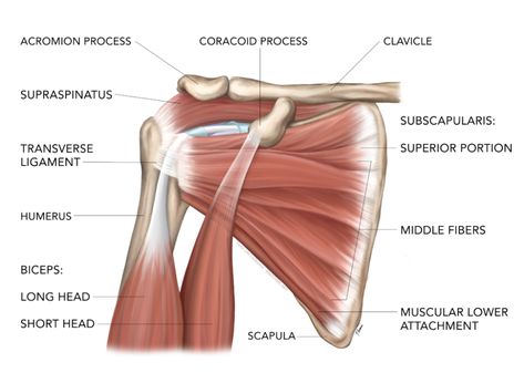 As the shoulder turns: understanding the subscapularis - Part I Hypermobile Joints, Subscapularis Muscle, Achilles Tendinopathy, Shoulder Dislocation, Types Of Muscles, Biceps Brachii, Referred Pain, Isometric Exercises, Diaphragmatic Breathing