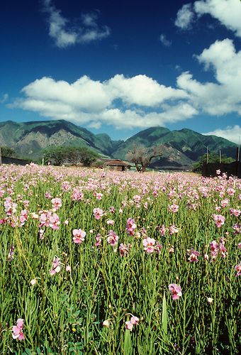 Field of Orchids, Maui, Hawaii Orchid Field, Island Life Style, Poster Size Prints, Photo Puzzle, Maui Hawaii, Flower Field, Large Picture, Gifts In A Mug, Beautiful World