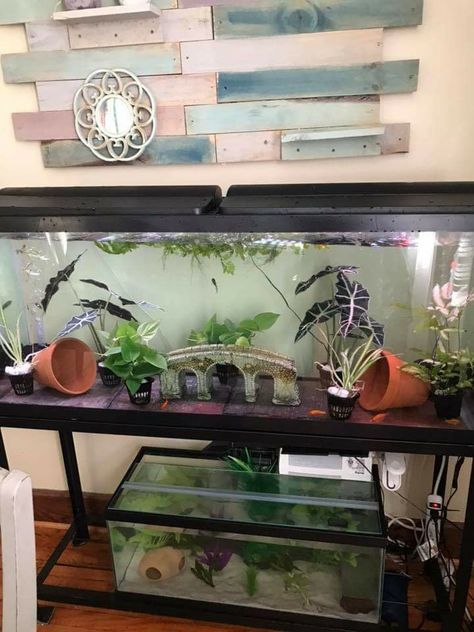 Axolotl Setup Axolotl Tank Decor, Axolotl Tank Setup, Axolotl Tank Ideas, Axolotl Tank, Tank Terrarium, Fish Tank Terrarium, Sunflowers And Roses, Simpsons Art, Animal Room