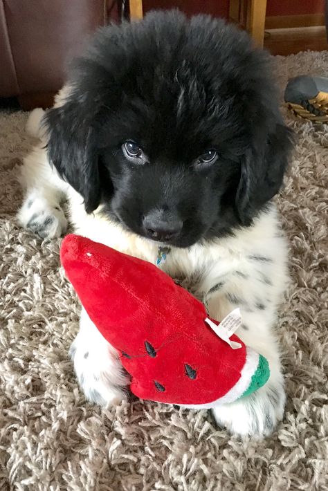 New Foundland Puppy, Landseer Newfoundland Dog, Landseer Dog, Newfie Dog, Newfoundland Puppy, Baby Animals Cute, Newfoundland Puppies, Dream Pet, Crazy Dog Lady