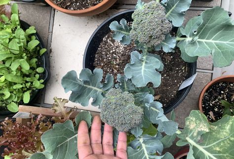 Planting Broccoli, How To Grow Broccoli, Grow Broccoli, Romanesco Broccoli, Broccoli Plant, Growing Broccoli, Broccoli Seeds, Concert Photos, Food Security