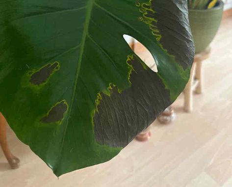 🔍 What To Do About Black Spots On Monstera Leaves Monstera Plant Care, Plant Party, Lucky Plant, Plant Mama, Clean Pots, Black Patch, Monstera Leaves, Monstera Plant, Black Leaves