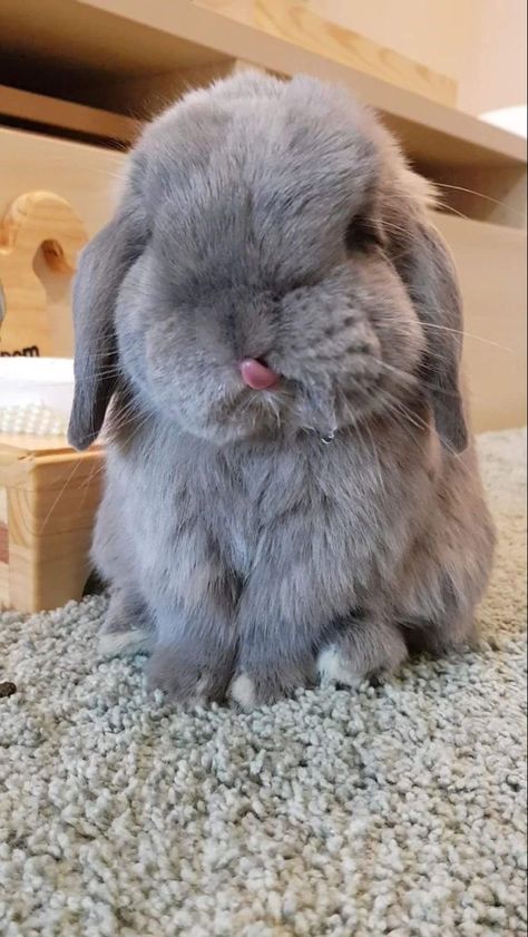 Pet Rabbit Care, Pet Bunny Rabbits, Cutee Animals, Bunny Care, Cute Bunny Pictures, Cute Small Animals, Pet Bunny, Bunny Pictures