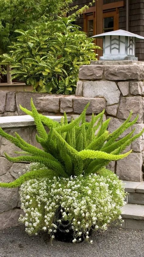 Foxtail Fern, Ferns Garden, Container Garden Design, Asparagus Fern, Patio Plants, Garden Containers, Container Garden, Unique Plants, Container Plants