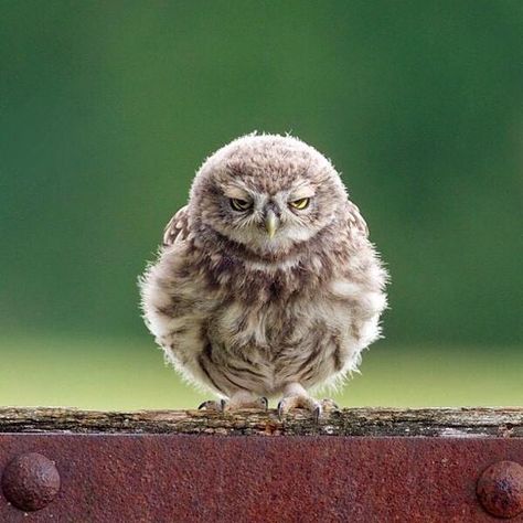 Embedded image Angry Owl, Wild Animals Photography, Good Night Everyone, Owl Photos, Beautiful Owl, Woodland Creatures, Nature Animals, Bored Panda, Spirit Animal