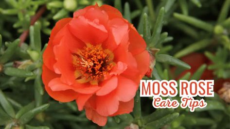 Discover the versatile moss rose flower, from its ideal growing conditions to uses in the garden. Learn tips for caring for moss rose and its unique characteristics in this in-depth gardening guide. Moss Roses, Rose Plant Care, Gardening Guide, Rose Plant, Moss Rose, Rose Care, Growing Veggies, Planting Roses, Unique Characteristics