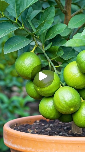 Grow Lemon Tree, Lemon Tree Potted, Grow Lemon, Growing Lemon Trees, Lemon Plant, How To Grow Lemon, Lime Tree, African Head Wraps, Lemon Tree