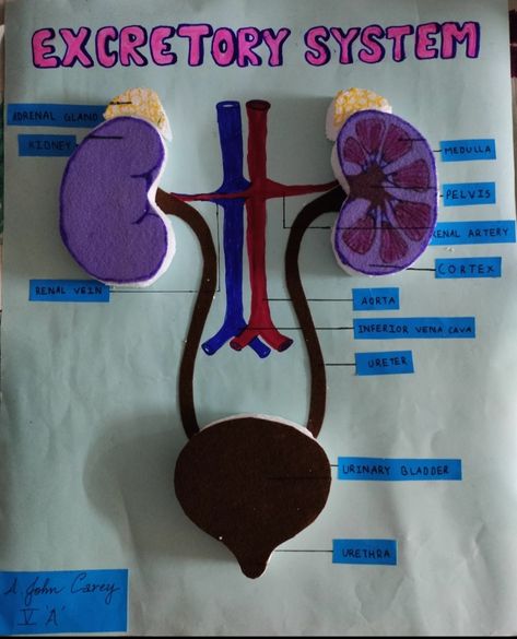 Excretory System Projects, Excretory System Model, Welcome Chart For School, Project Design Ideas School, Human Body Science Projects, Excretory System, Human Body Science, Human Digestive System, Biology Projects