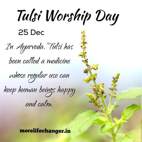 Tulsi Pujan Diwas Tulsi Pujan Divas Image, Tulsi Diwas Wishes, Tulsi Vivah Wishes, Tulsi Diwas, Tulsi Tree, Tulsi Das Image, Tulsi Pooja Divas, Therapeutic Quotes, Thulasi Plant