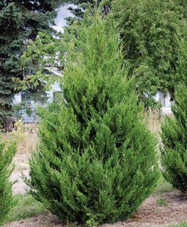 How to Grow & Care for Juniper Trees and Bushes | Garden Design Pinus Tree, Easy Care Landscaping, Skyrocket Juniper, Eastern Red Cedar Tree, Red Cedar Tree, Juniper Shrub, Tree Garden Design, Eastern Red Cedar, Blue Arrow