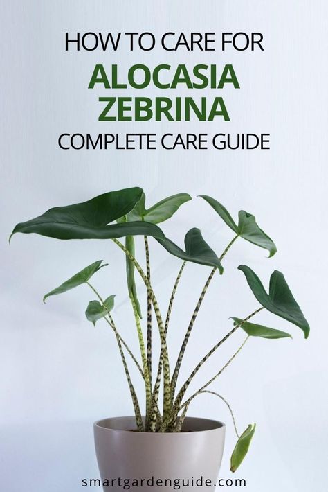 Alocasia Zebrina Care, Alocasia Plant Care Indoor, Zebrina Alocasia, Alocasia Plant Varieties, Alocasia Plant Care, Alocasia Care, Alocasia Zebrina, Angel Plant, Houseplants Decor